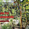 Casa de Cultura / Coiciu, casa ideala pentru doua familii thumb 1