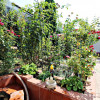 Casa de Cultura / Coiciu, casa ideala pentru doua familii thumb 7