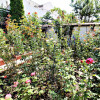 Casa de Cultura / Coiciu, casa ideala pentru doua familii thumb 9